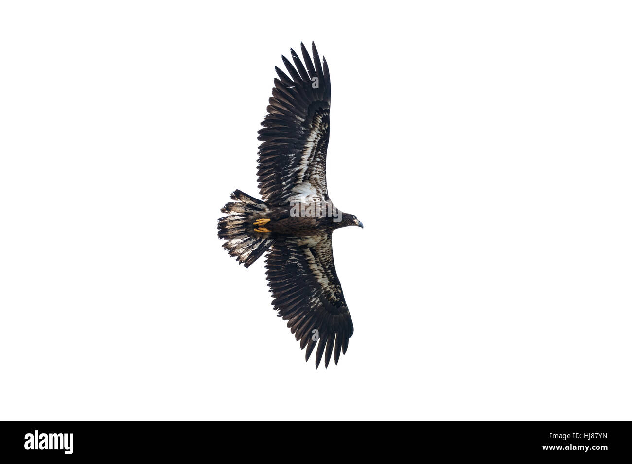 Juvenile Bald Eagle in Flight , Vancouver BC Canada Stock Photo