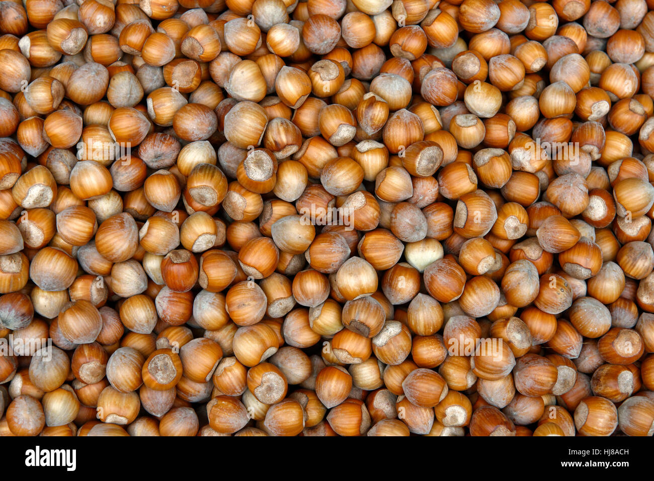 Hazelnuts, Common hazel (Corylus avellana), Tonda Gentile kind, Piedmont,  Italy Stock Photo - Alamy