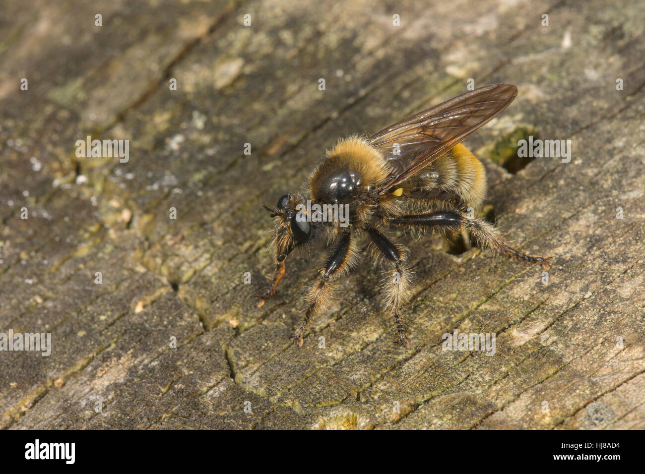 Bumblebee robberfly (Laphria flava), oviposition on tree stump, Baden-Württemberg, Germany Stock Photo