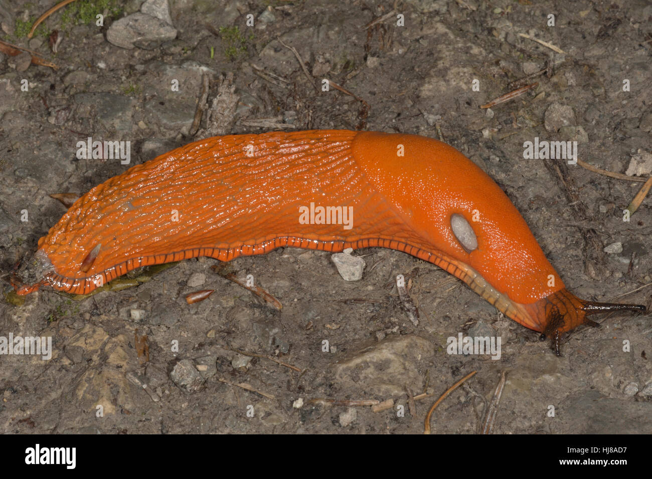 Arion rufus hi-res stock photography and images - Alamy