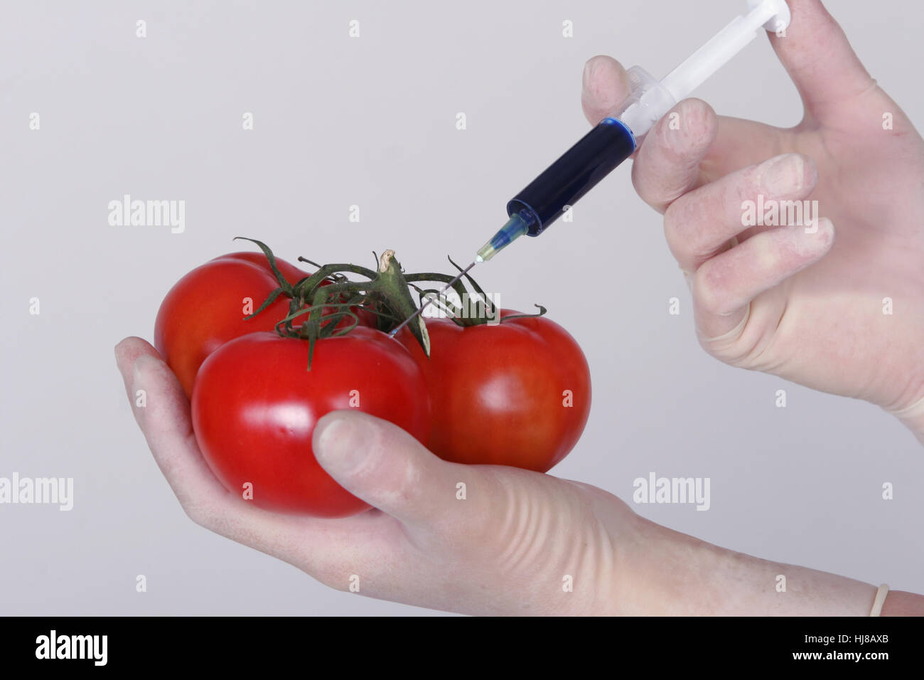 modified tomatoes Stock Photo Alamy