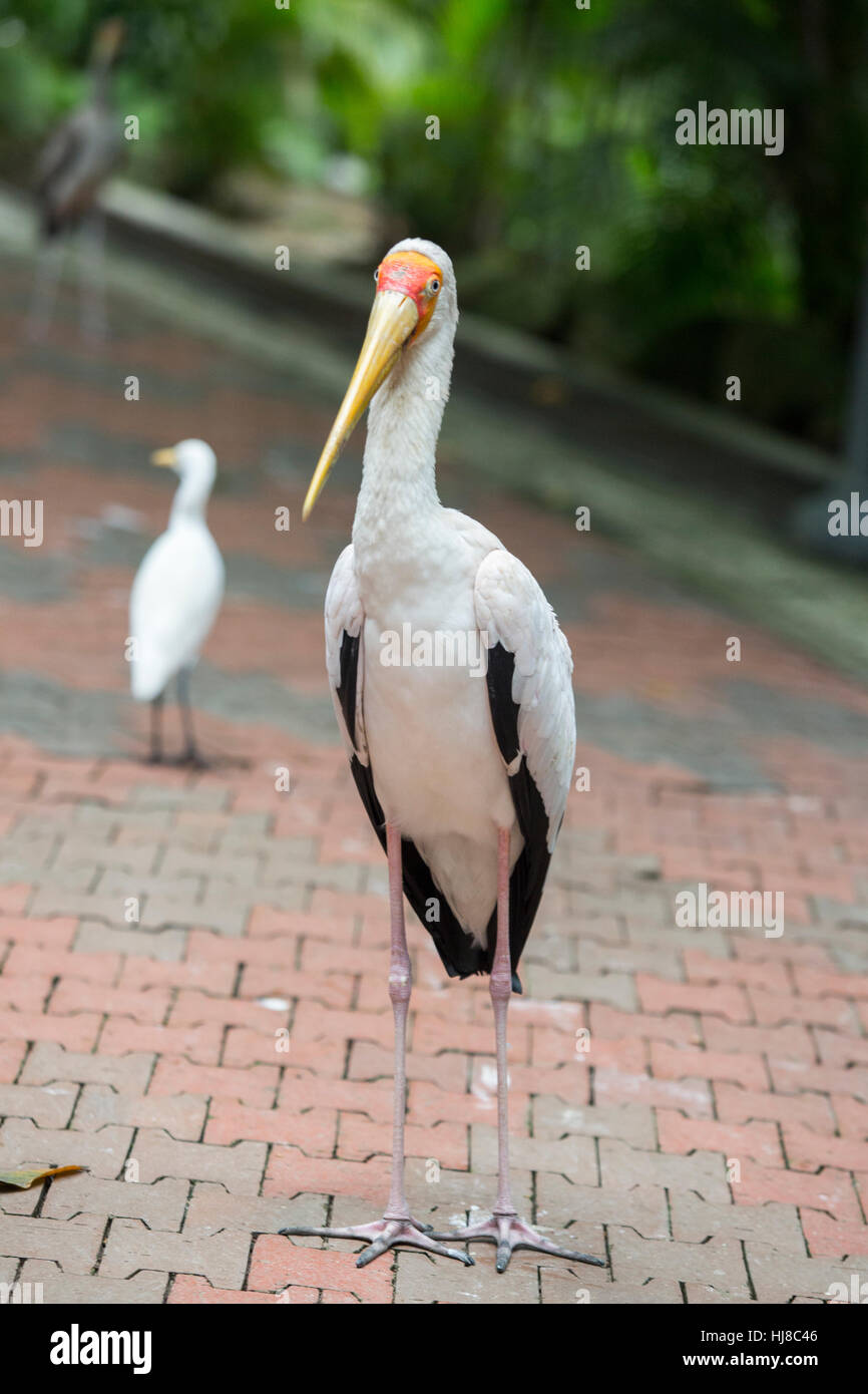 Yellow billed stork - Mycteria ibis - adult on sidewalk Stock Photo