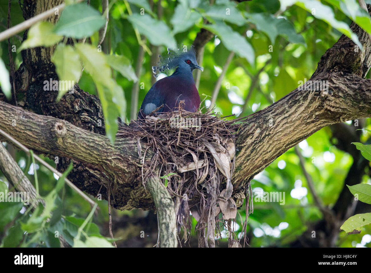 Victoria crowned pigeon - Goura Victoria - is a large blue gray pigeon that lives in the Papua New Guinea region. Stock Photo