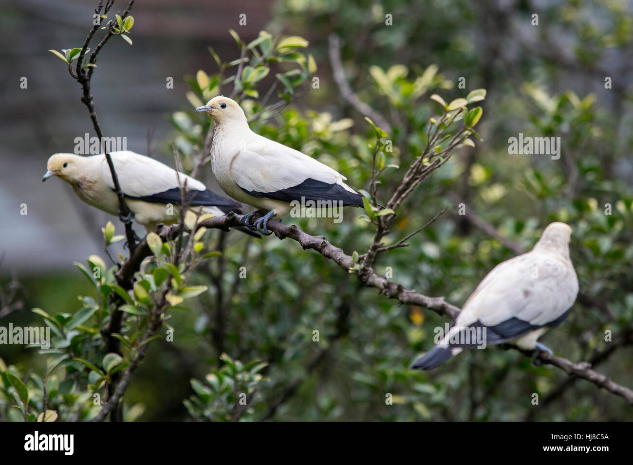 Pied Imperial Pigeon - Ducula bicolor - adults on tree branches Stock Photo