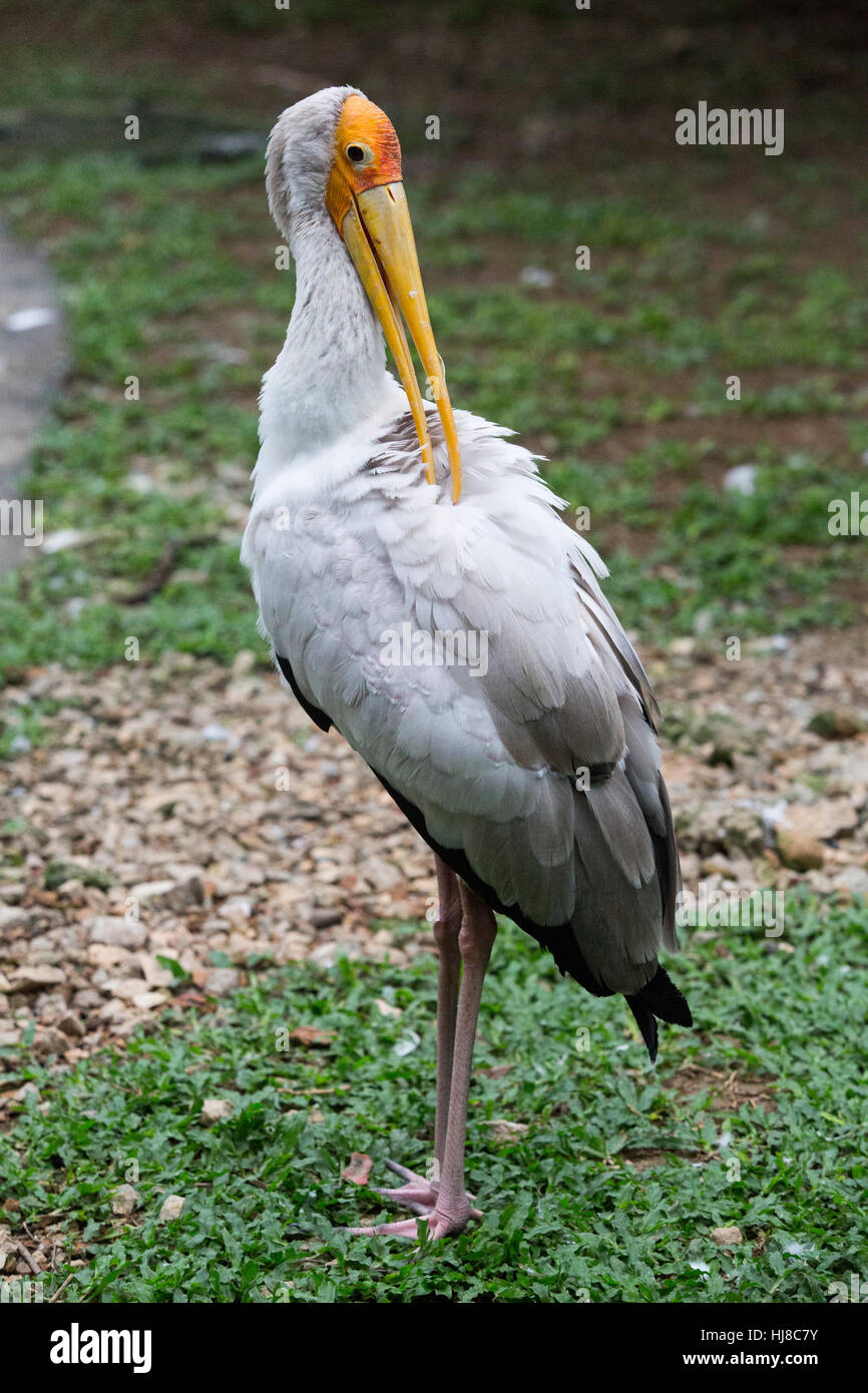 Yellow billed stork - Mycteria ibis - adult grooming its feathers Stock Photo