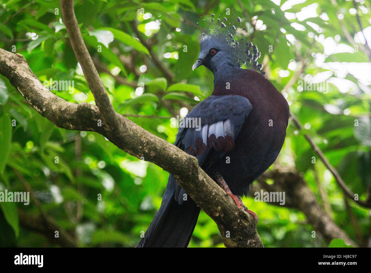 Victoria crowned pigeon - Goura Victoria - is a large blue gray pigeon that lives in the Papua New Guinea region. Stock Photo