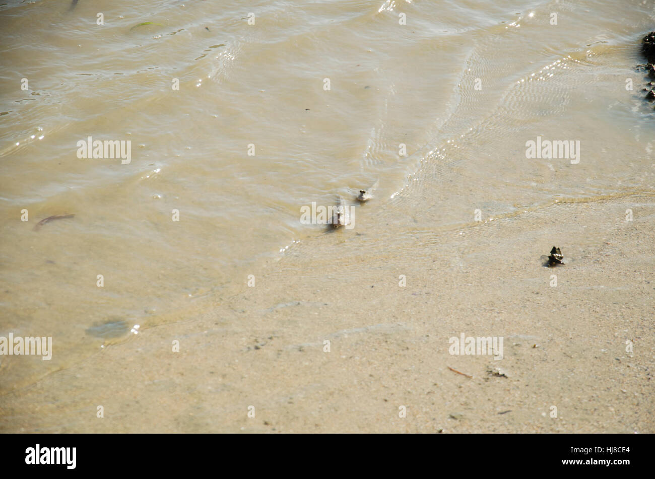 Amphibious or Mudskipper fish swim and walking on the beach in the Andaman ocean while sea water level decreased at Koh Yao Noi in Phang Nga, Thailand Stock Photo