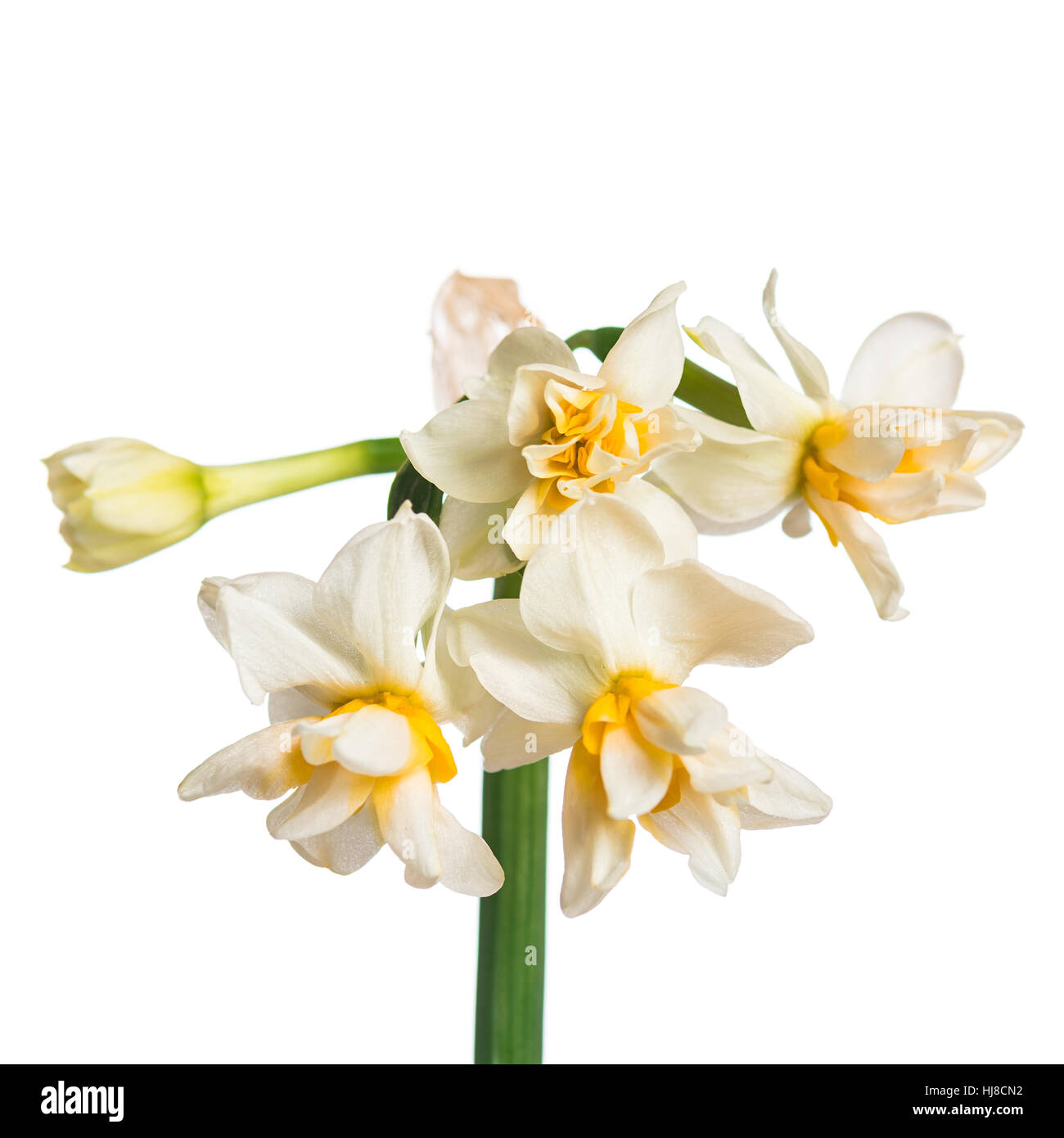 Sprig of daffodils background Stock Photo