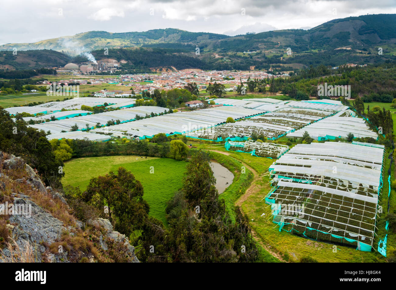 city, town, industry, flower, plant, production, horticulture