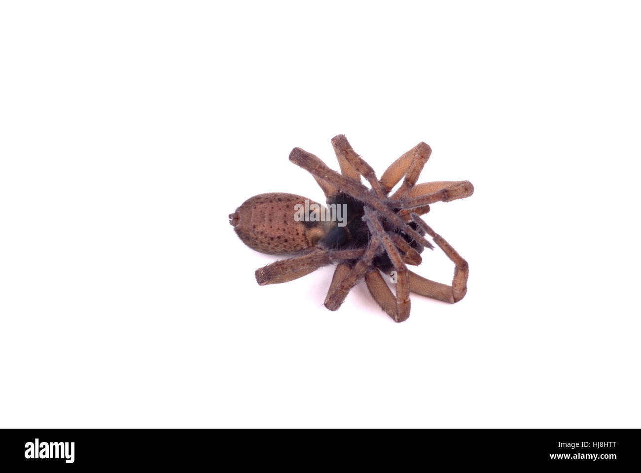 A dead wolf spider on its back Stock Photo