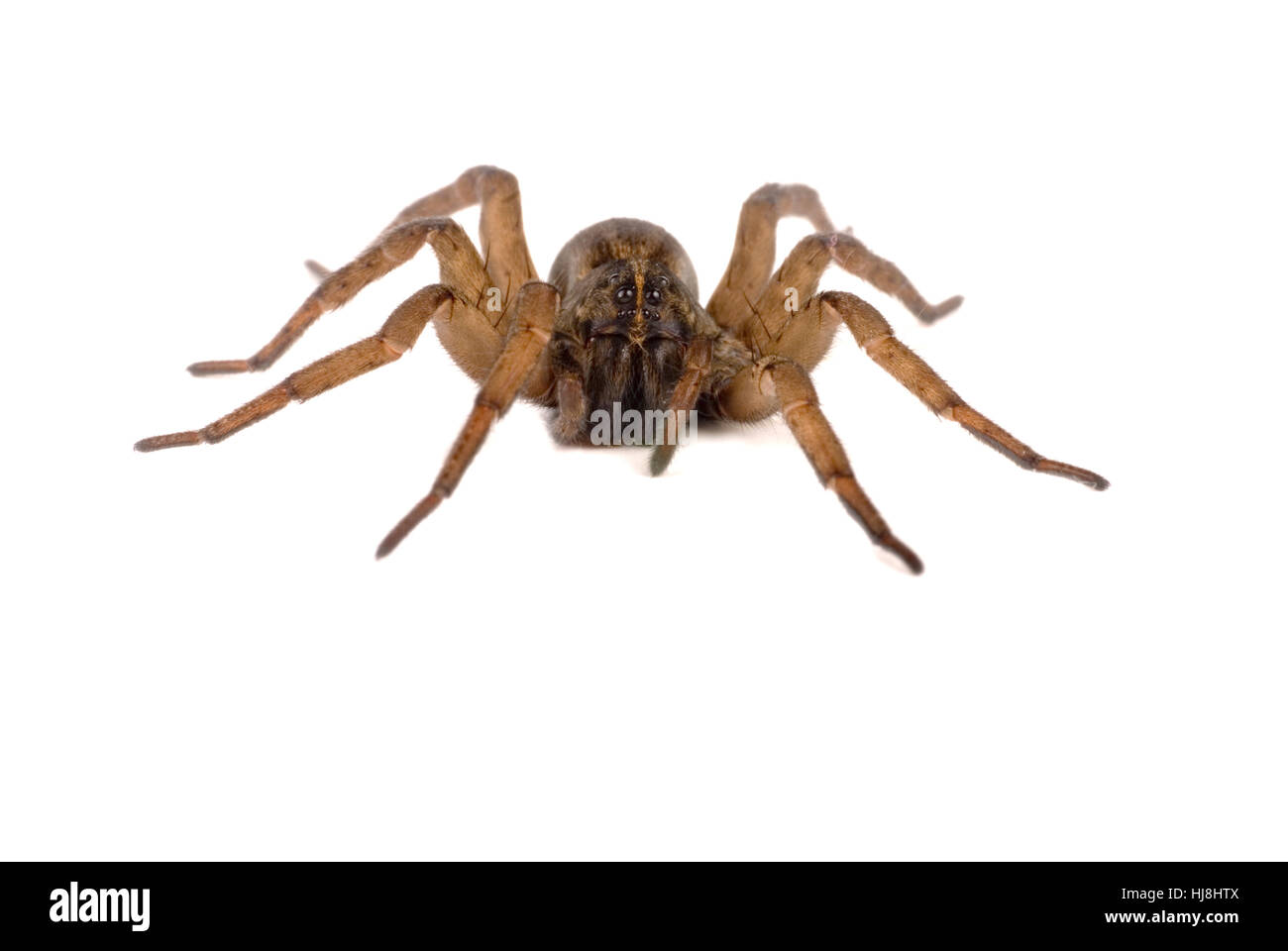 macro, close-up, macro admission, close up view, closeup, spider, wolf, legs, Stock Photo
