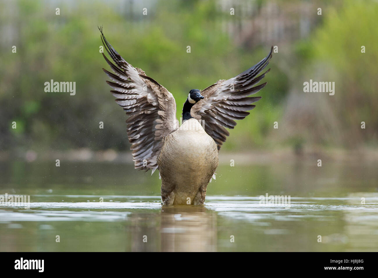 A Canada Goose flaps its wings while sitting on a pond in soft overcast light. Stock Photo