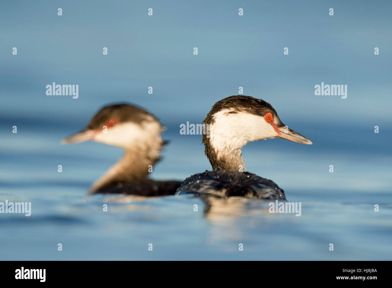 A pair of Horned Grebes swim in the bright blue water on a sunny day. Stock Photo