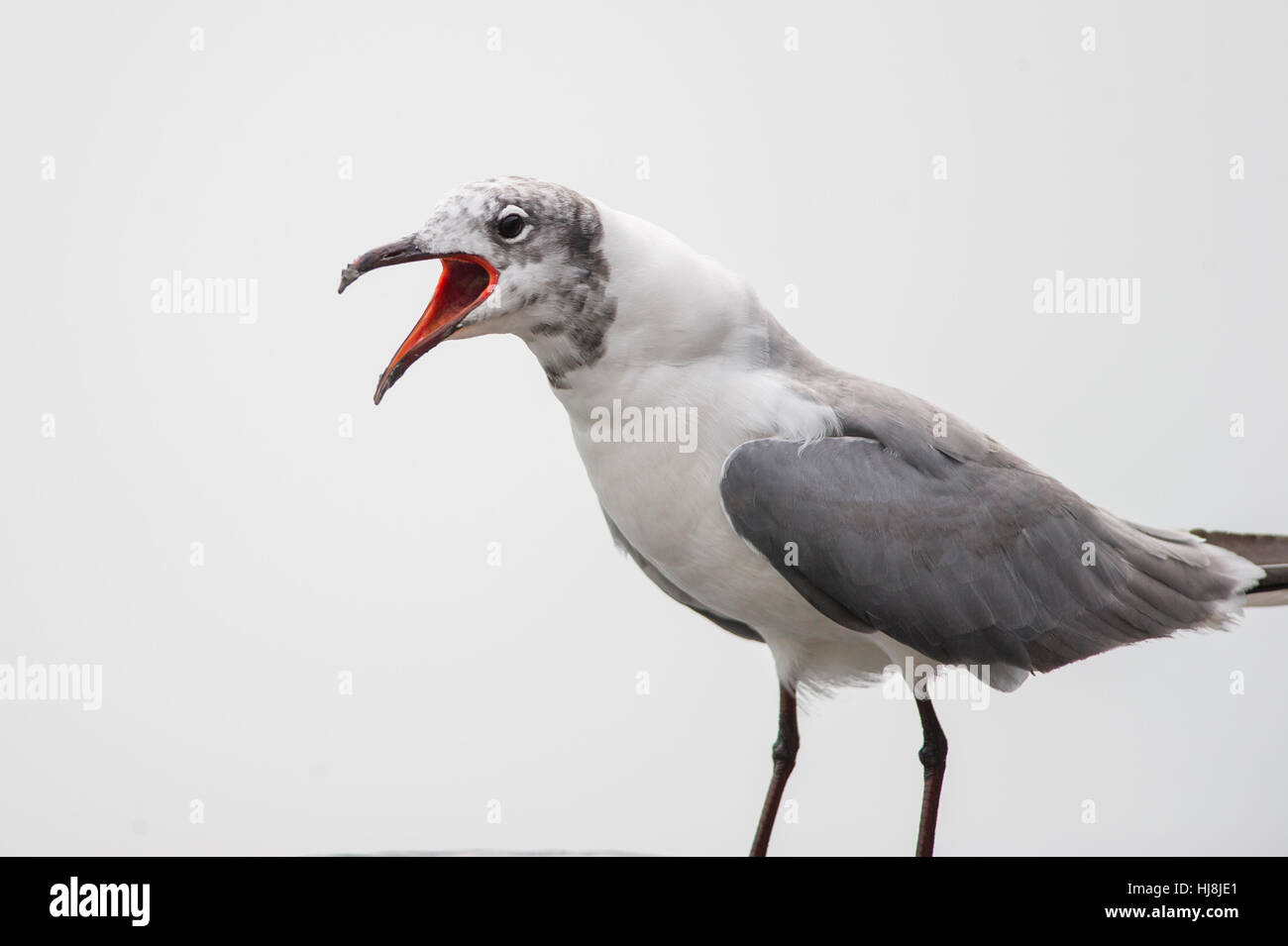 A Laughing Gull calls out loudly showing off its red mouth in front of a solid white background. Stock Photo