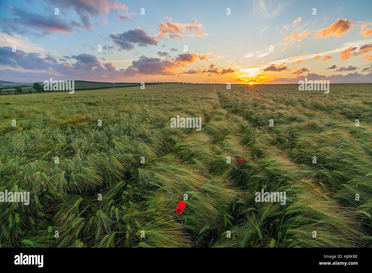 Wheat field with poppies, Dorset, England, United Kingdom Stock Photo