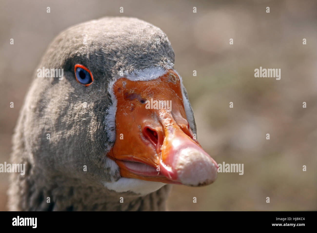 portrait, beak, goose, beaks, head, blue, bird, portrait, eye, organ, birds, Stock Photo