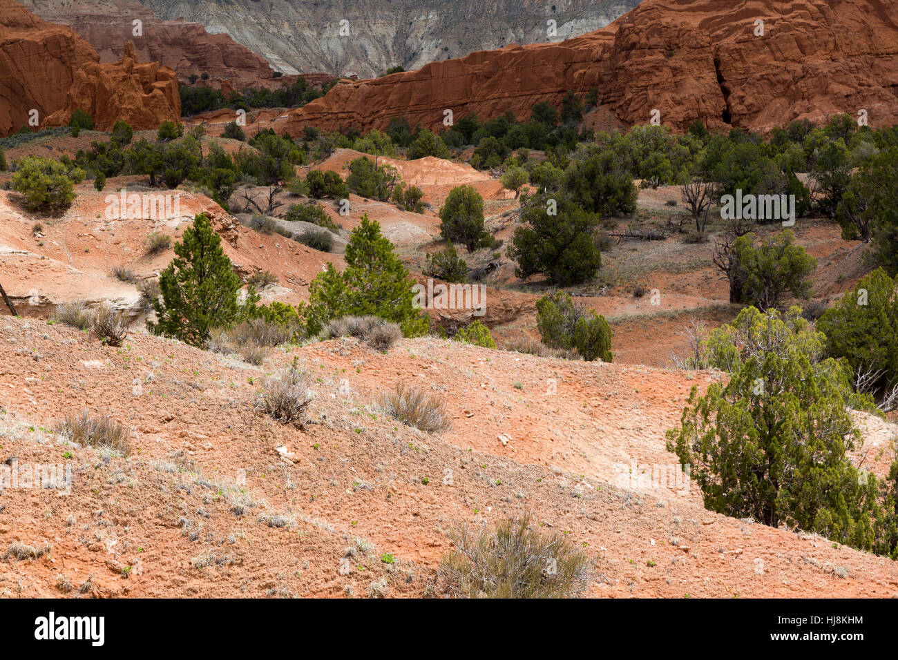 Juniper trees in sandstone hills covered with microbiotic soil along the Panorama Trail. Kodachrome Basin State Park, Utah Stock Photo