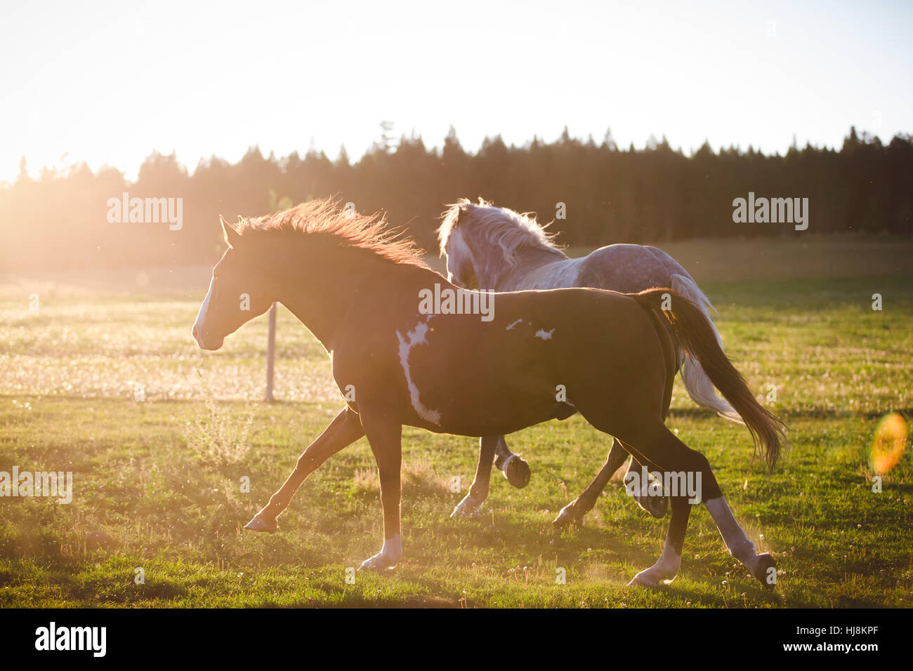 Two horses running in a field, British Columbia, Canada Stock Photo