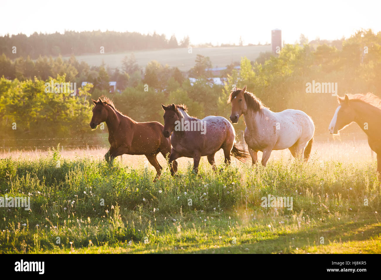 Four horses running in a field, British Columbia, Canada Stock Photo
