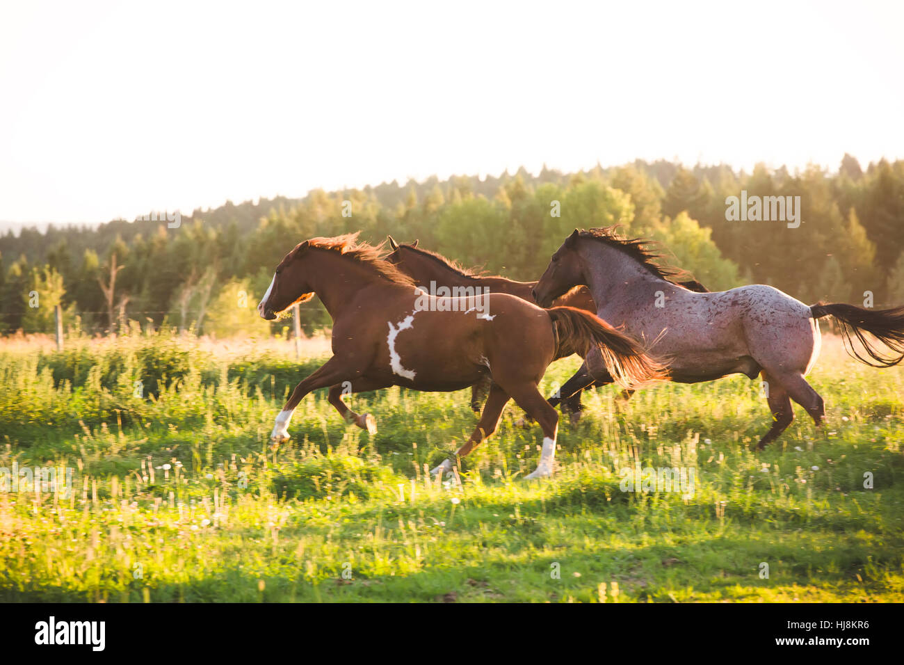 Three horses running in a field, British Columbia, Canada Stock Photo