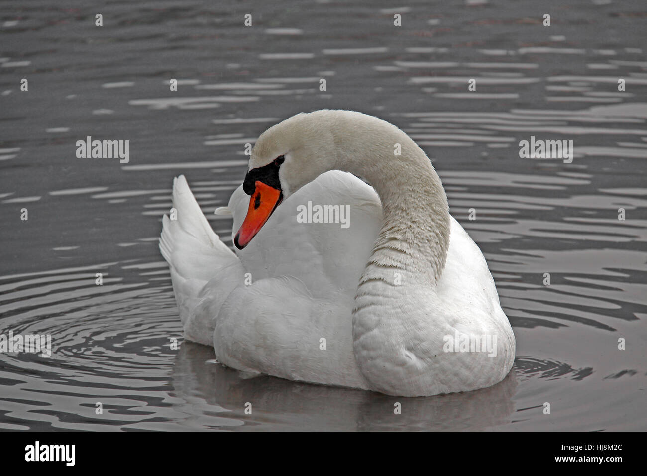swan, gracile, pale, bright, pure white, snow white, elegant, elegance, black, Stock Photo