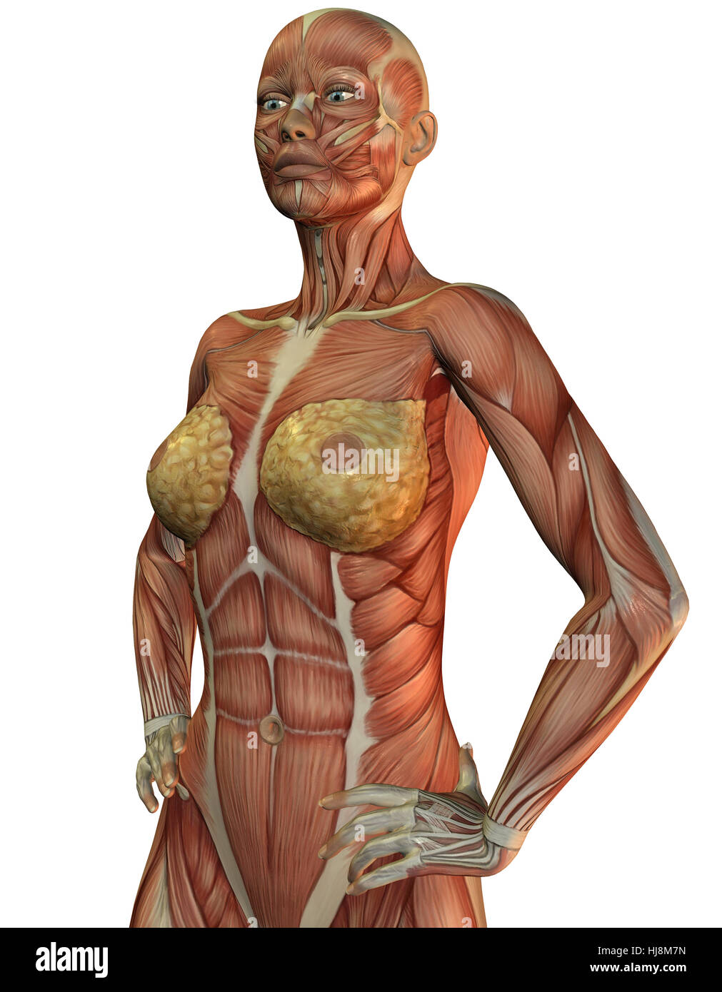 3D Rendering der Anatomie und Muskeln einer Frau Stock Photo