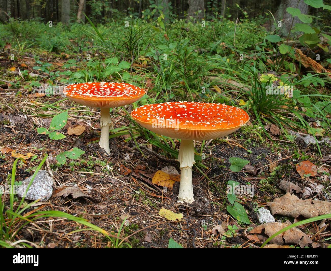 danger, colour, closeup, color, colorful, dangerous, danger, food
