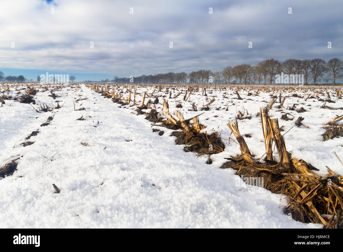 Maize field in winter Stock Photo Alamy