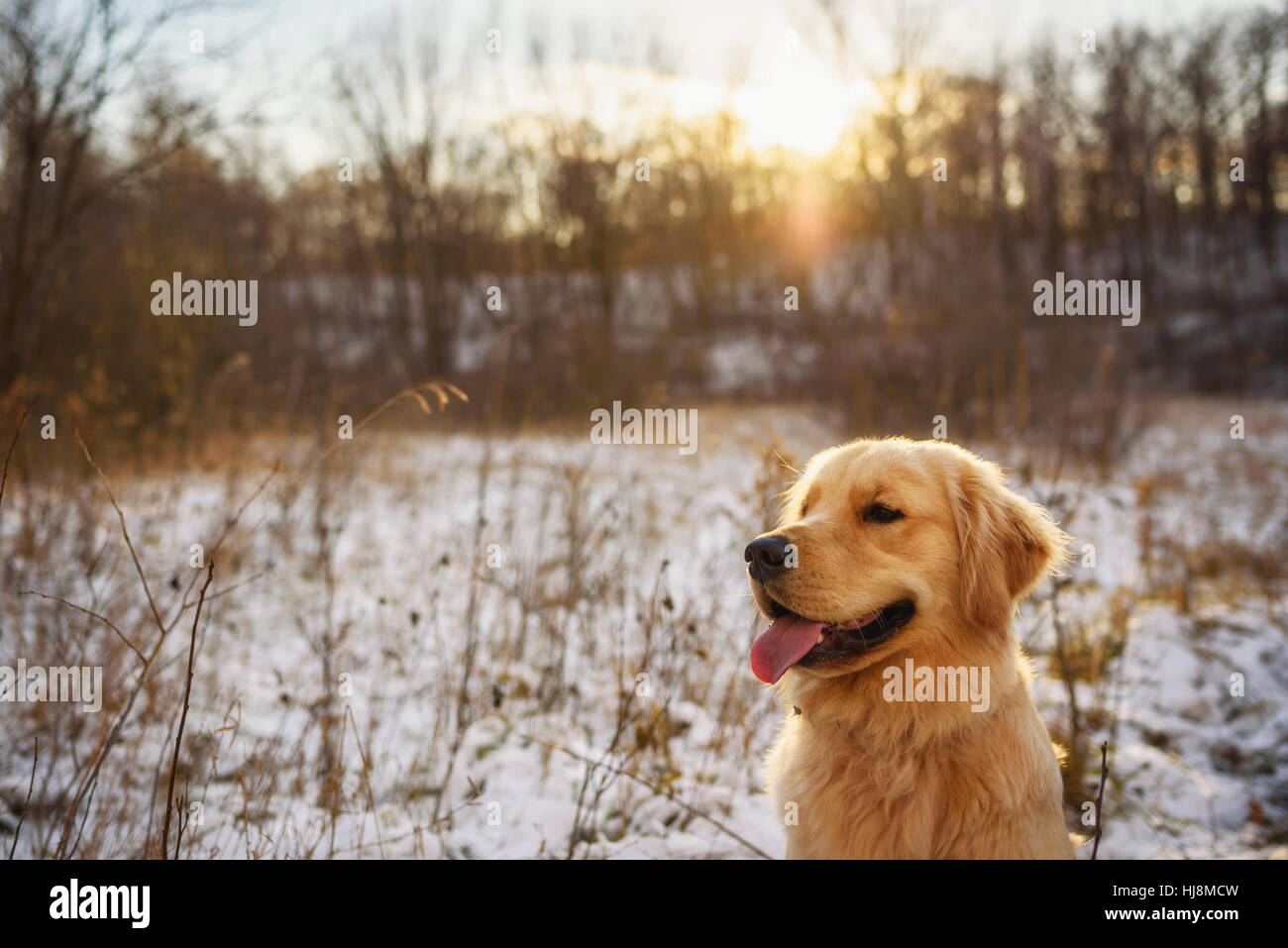 Portrait of a golden retriever dog in the snow Stock Photo - Alamy