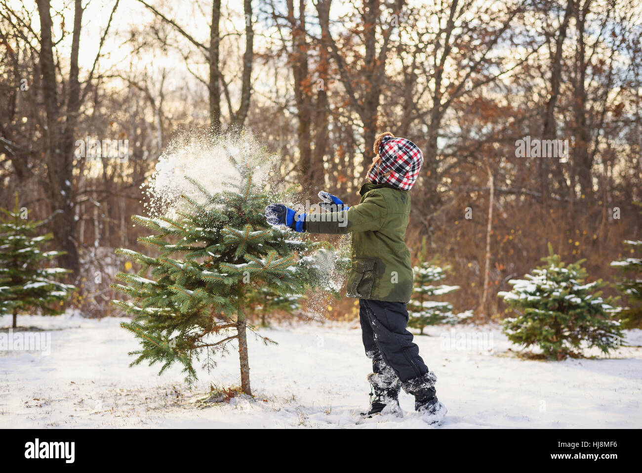 Boy throwing snow on Christmas tree Stock Photo Alamy