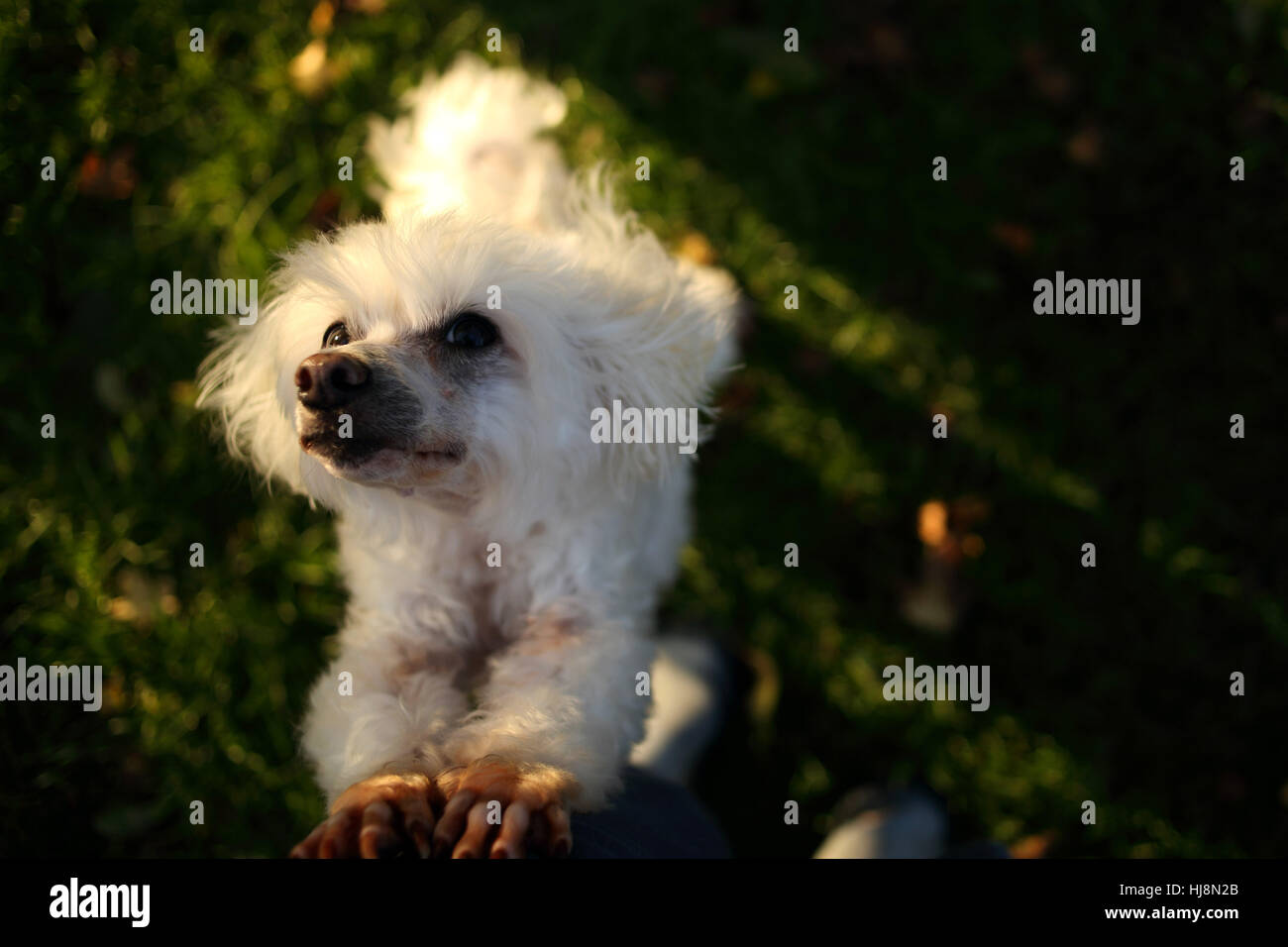 Bichon Frise dog rearing up begging Stock Photo