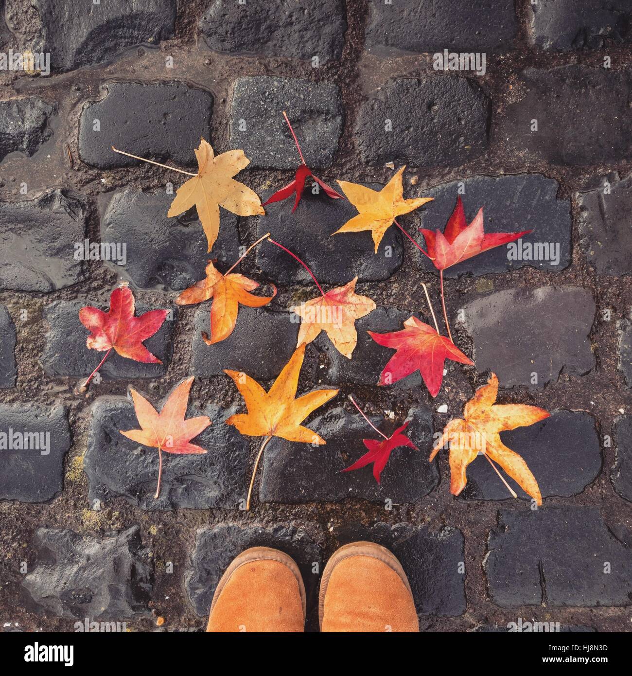 Shoes and autumn leaves on cobblestone street Stock Photo - Alamy