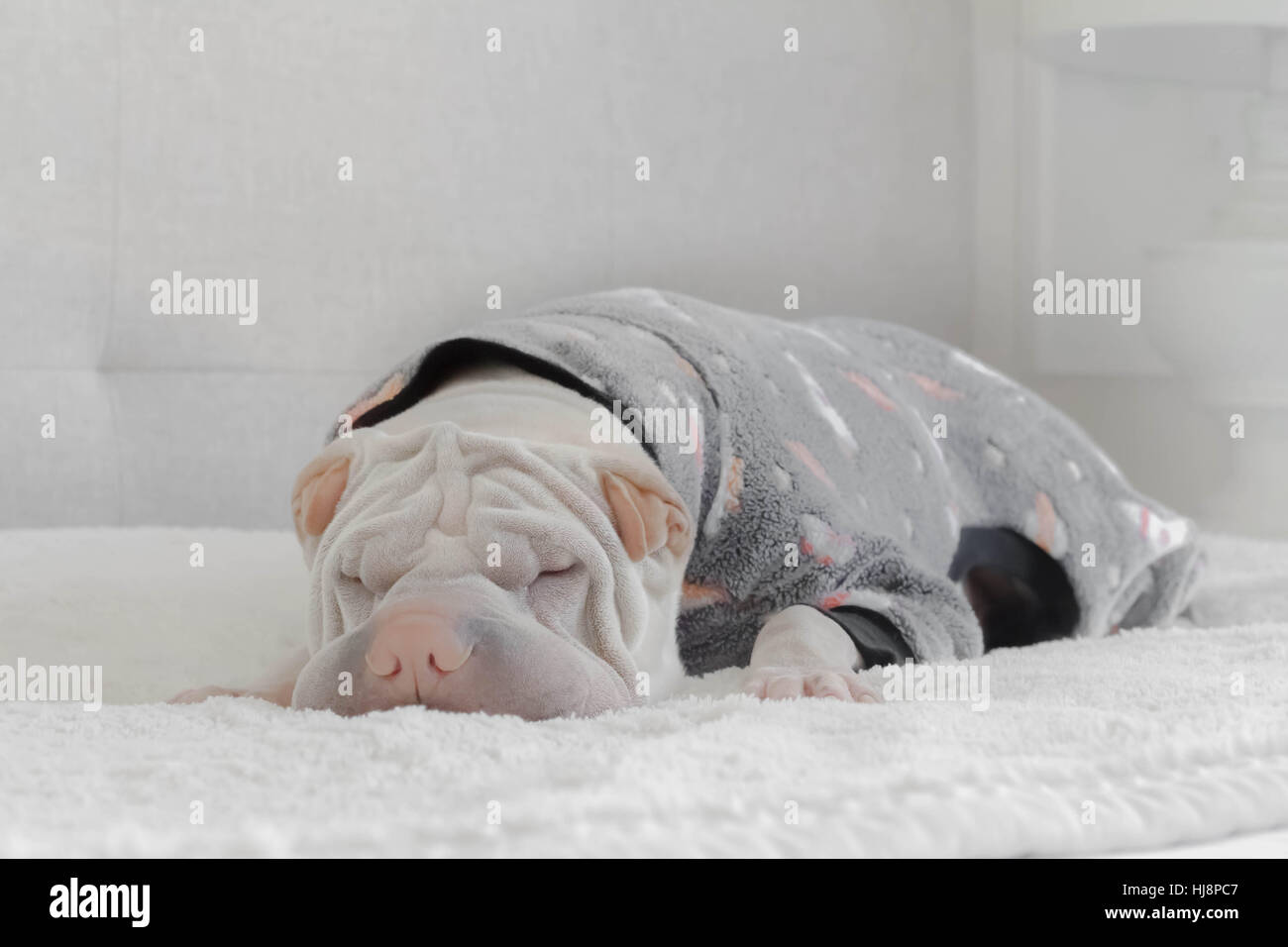Shar pei dog sleeping in a onesie Stock Photo