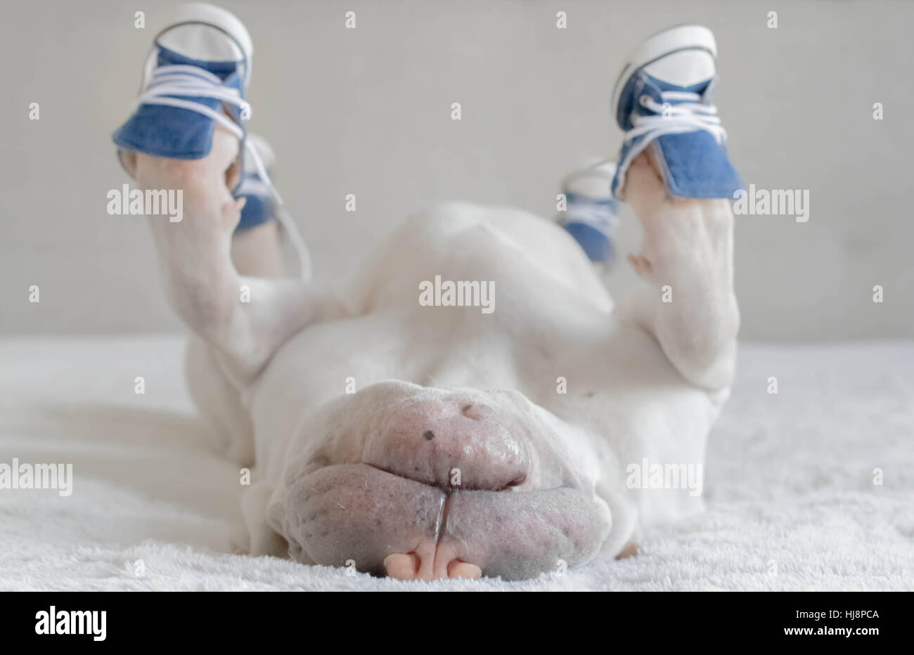 Shar pei dog wearing sneakers and lying on its back Stock Photo