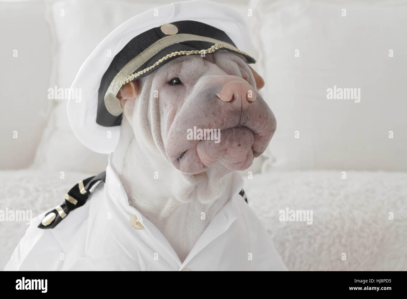 Captain dog hi-res stock photography and images - Alamy