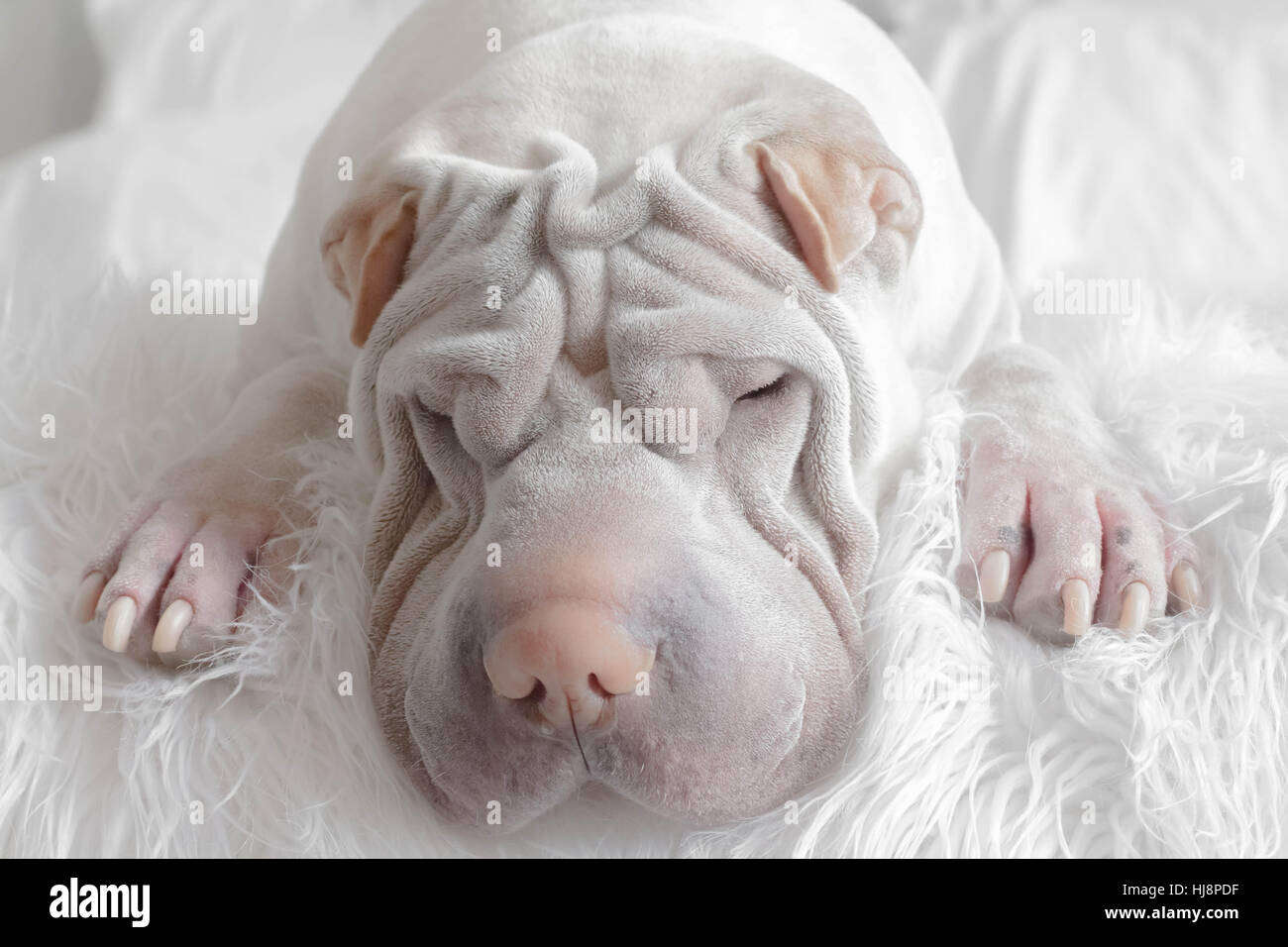 Shar pei dog resting Stock Photo