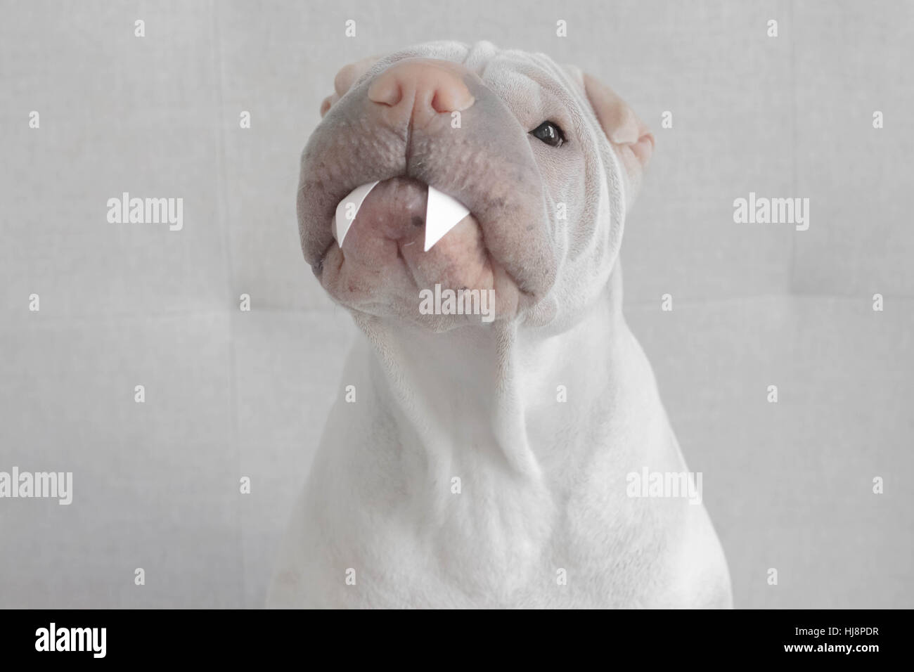 Shar pei dog with vampire fangs Stock Photo