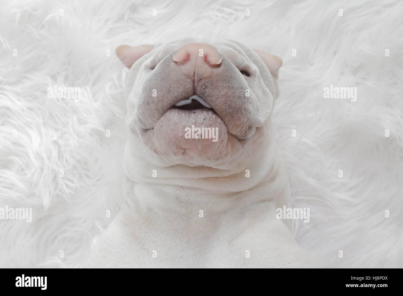 Overhead view of shar pei dog lying on white rug Stock Photo