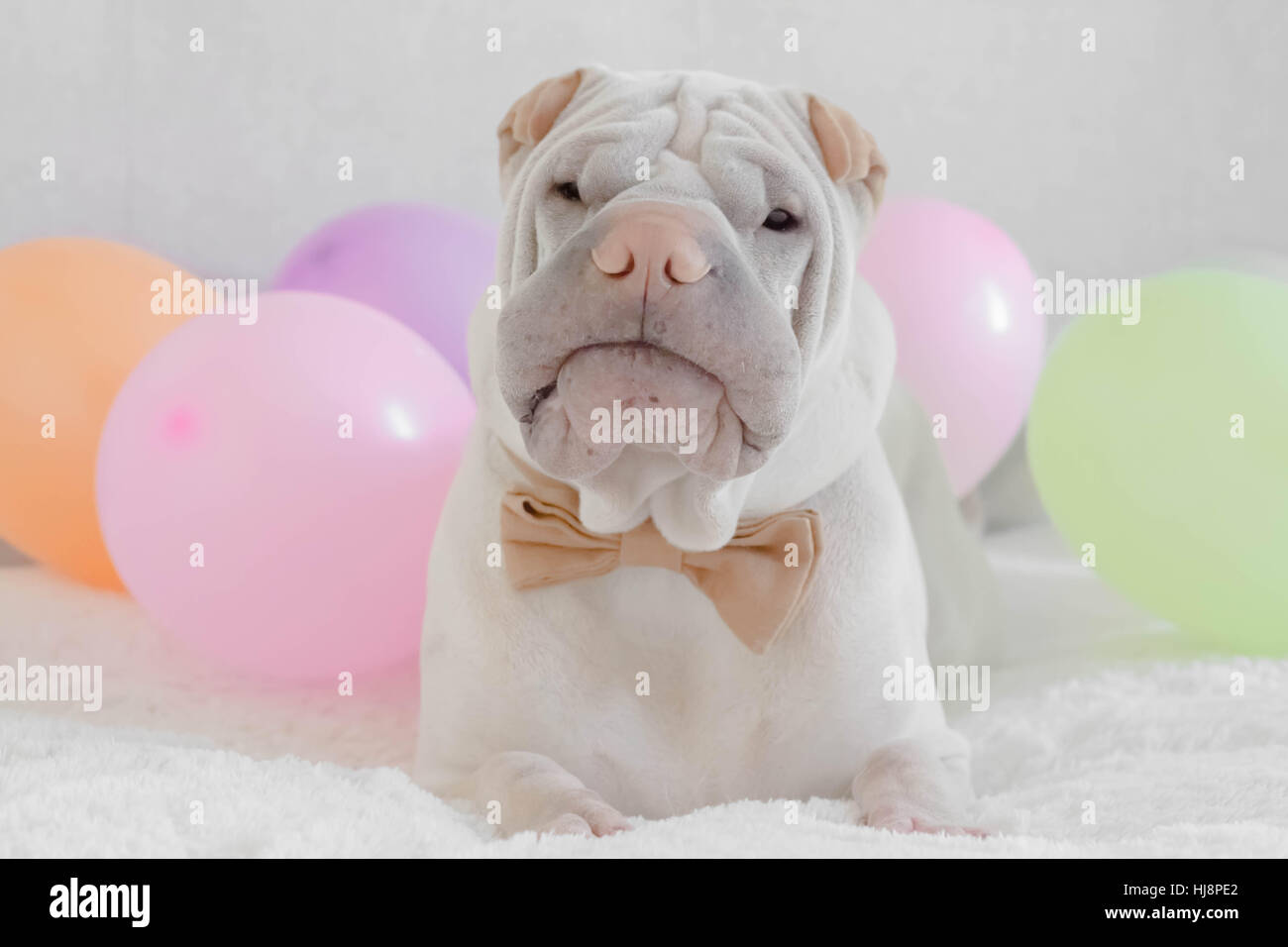 Shar pei dog lying next to balloons Stock Photo