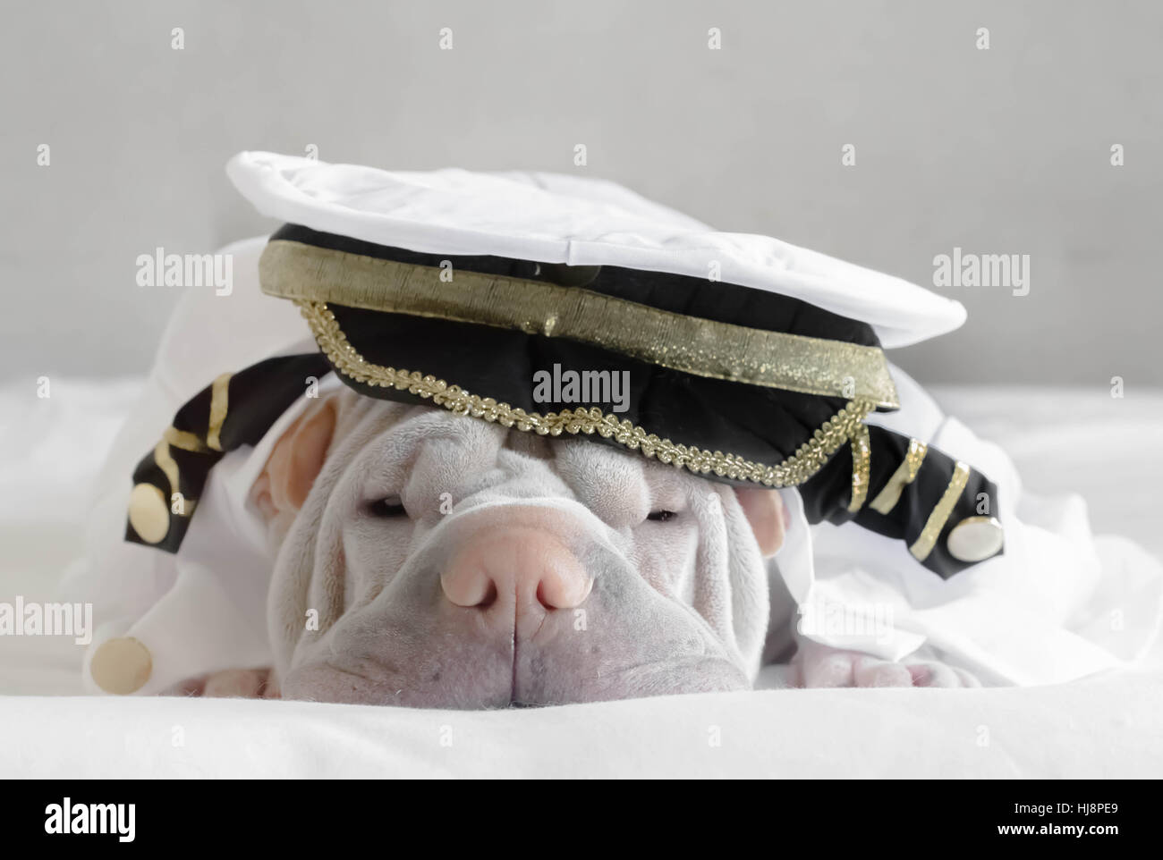 Shar pei dog dressed as a captain Stock Photo