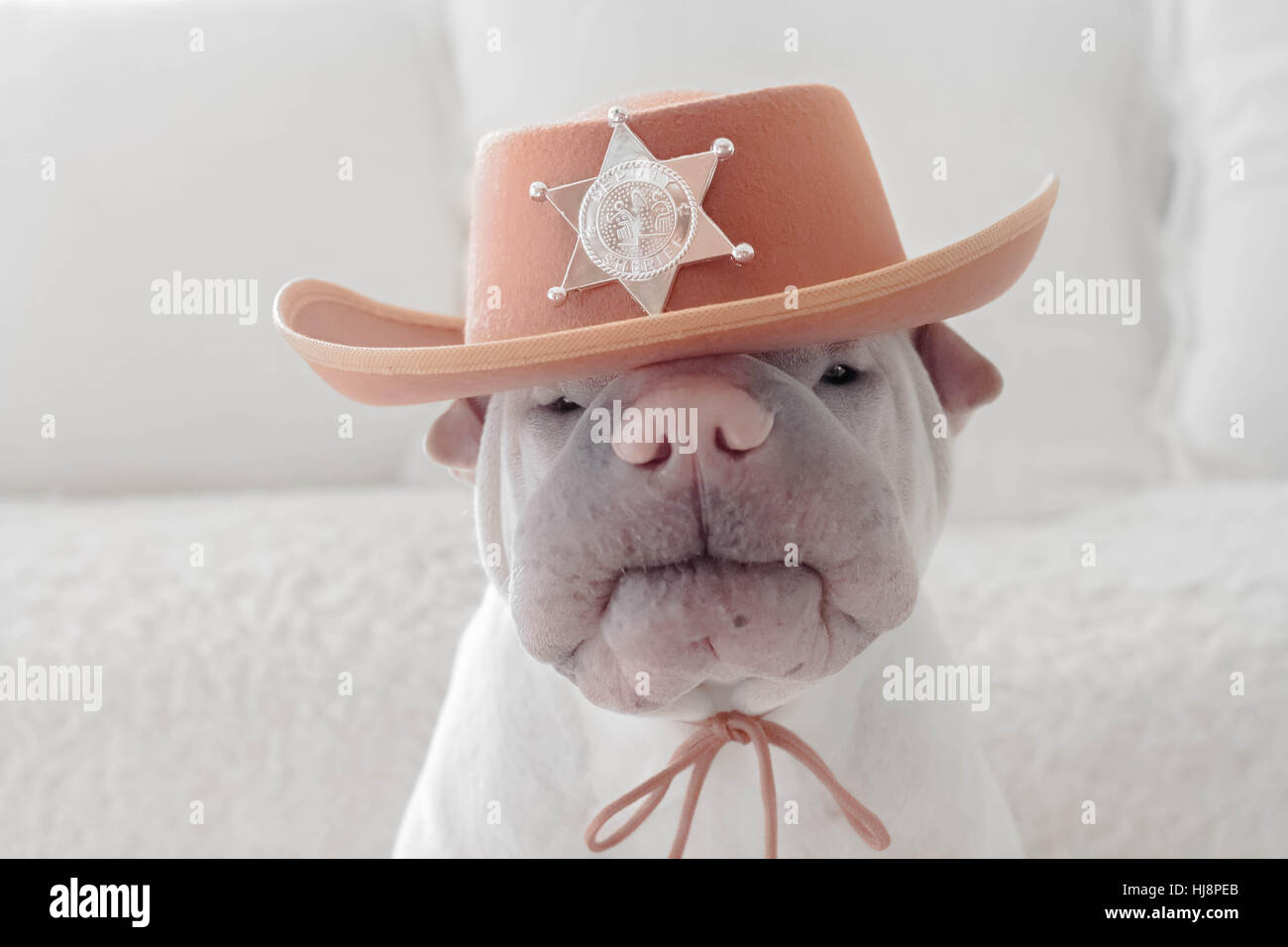 Shar pei dog dressed as a Deputy sheriff Stock Photo