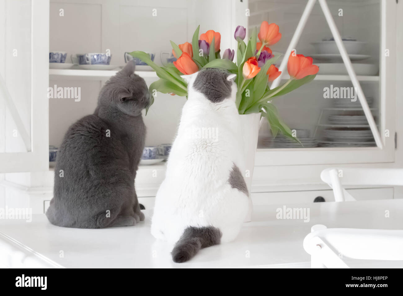 Two cats investigating a vase of tulips in kitchen Stock Photo