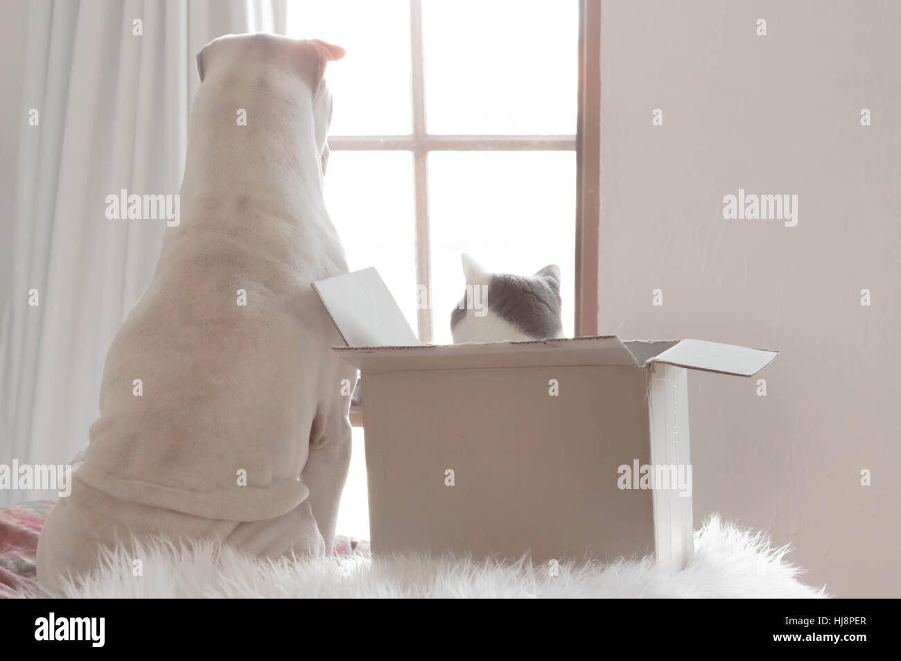 Shar pei dog and cat in box looking out of a window Stock Photo
