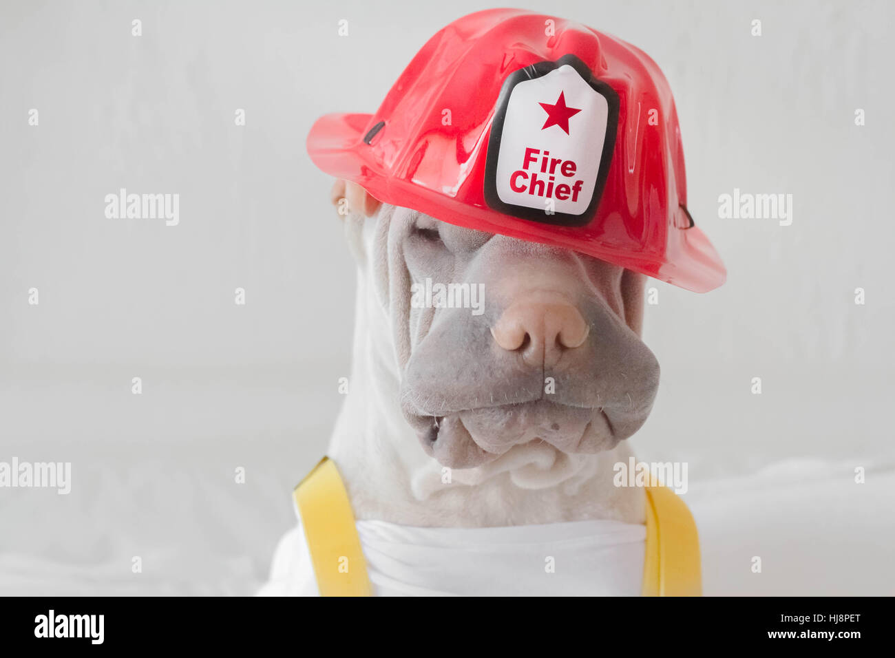 Shar pei dog dressed as a fire chief Stock Photo