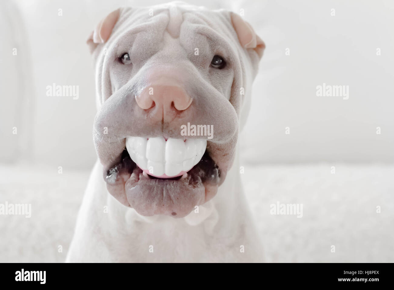 Shar pei dog with a ball in his mouth Stock Photo