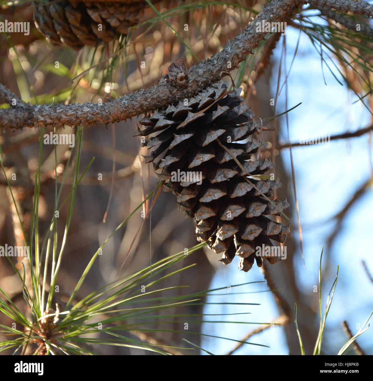 A pine cone shown up close on its branch Stock Photo - Alamy
