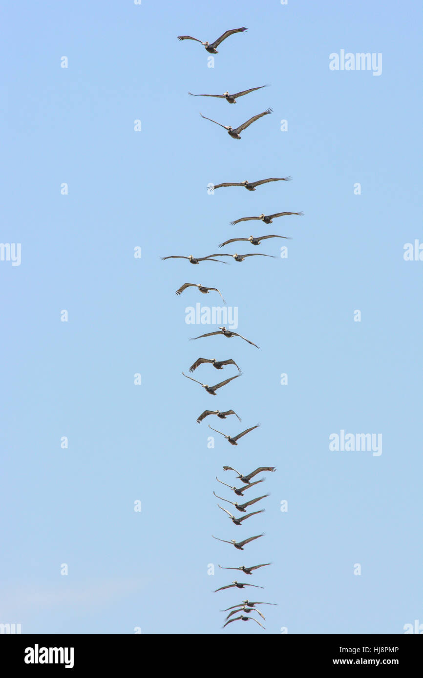 Brown pelicans flying in formation, Padre Island, Texas, United States Stock Photo