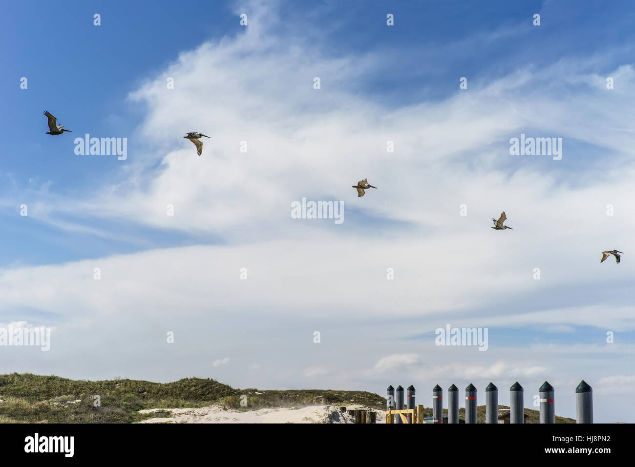 Coastal pelicans flying over Padre island, Texas, United States Stock Photo