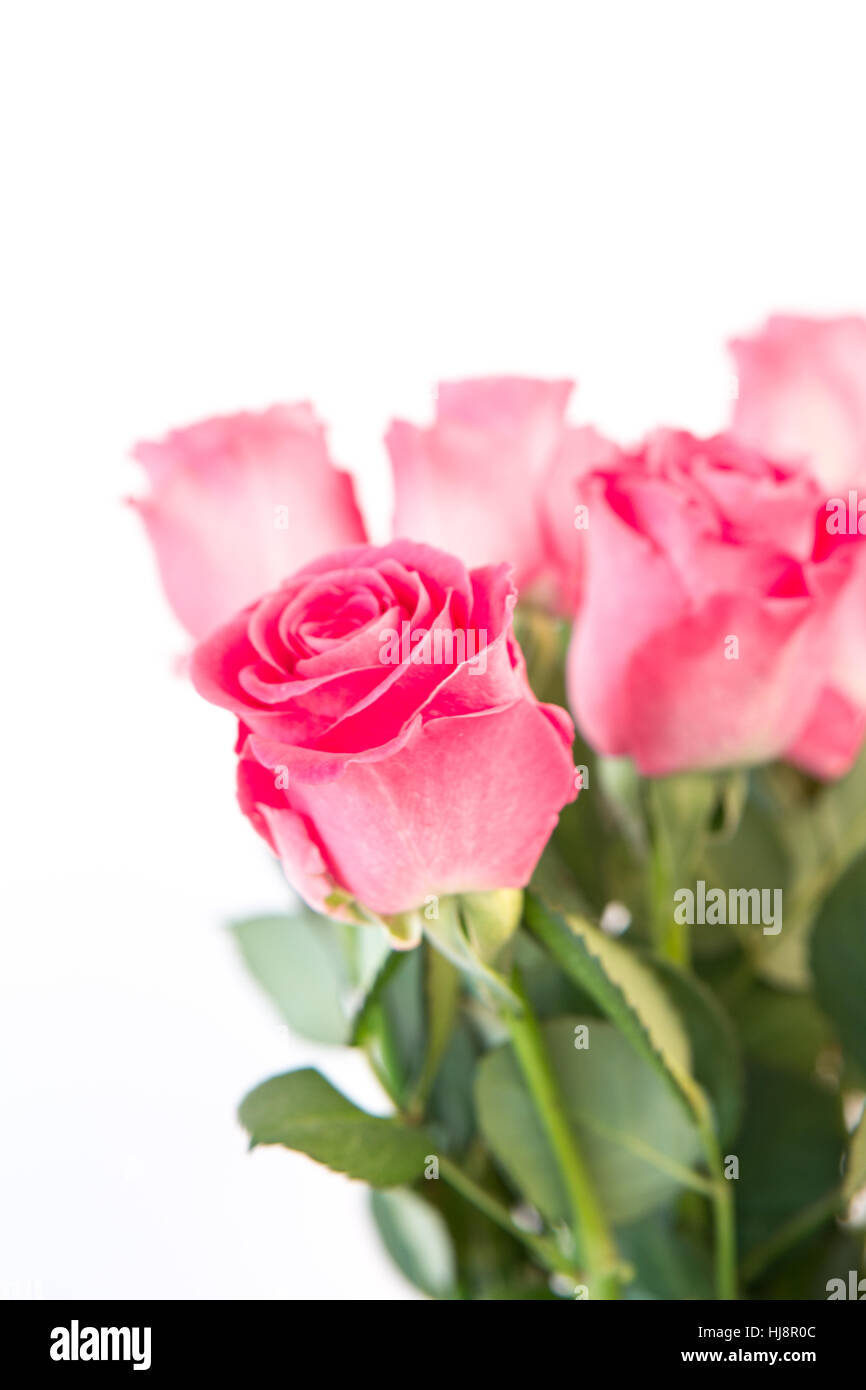 Bouquet of pink roses on white background Stock Photo - Alamy