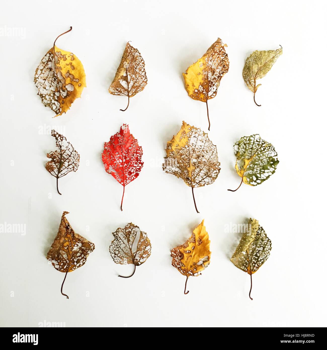 Decaying autumn leaves Stock Photo
